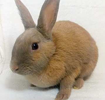 Photo of Kiwi