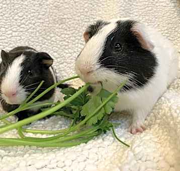 Photo of Bandit & JJ