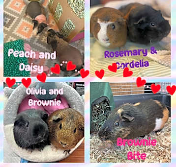 Photo of GUINEA PIGS