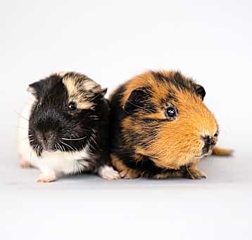 Photo of Bombur