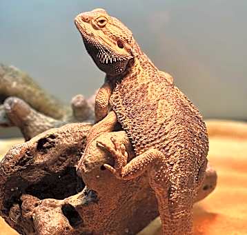 Photo of Pete
