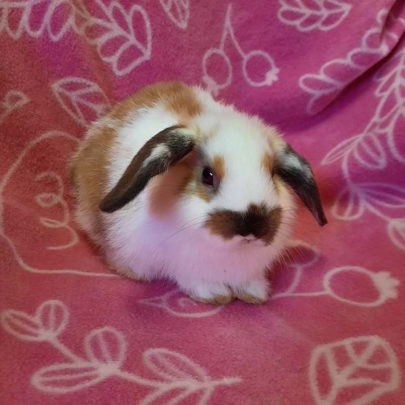 Photo of Praline #image