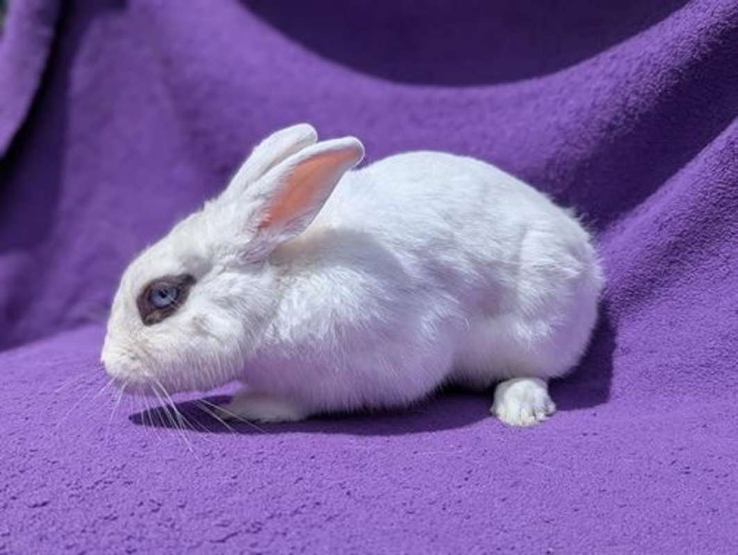 Photo of CHAMBERLAIN #image