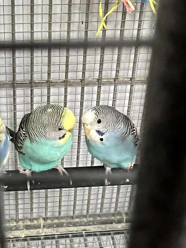 Photo of Parakeets! 8 young babies avai #image