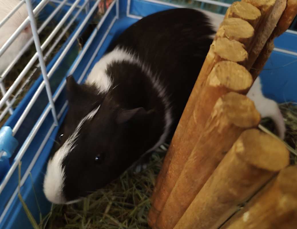 Photo of Guineaus #image