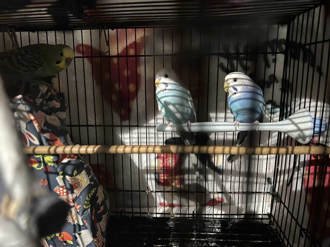 Photo of 3 Budgies #image