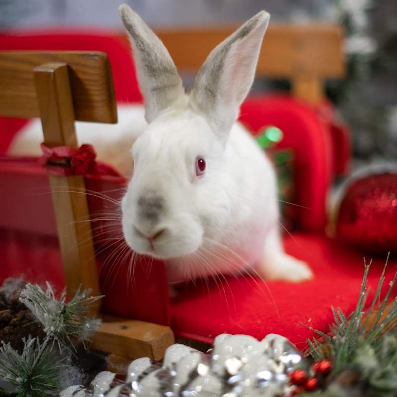 Photo of Bailey (resident for over 1 year) #image
