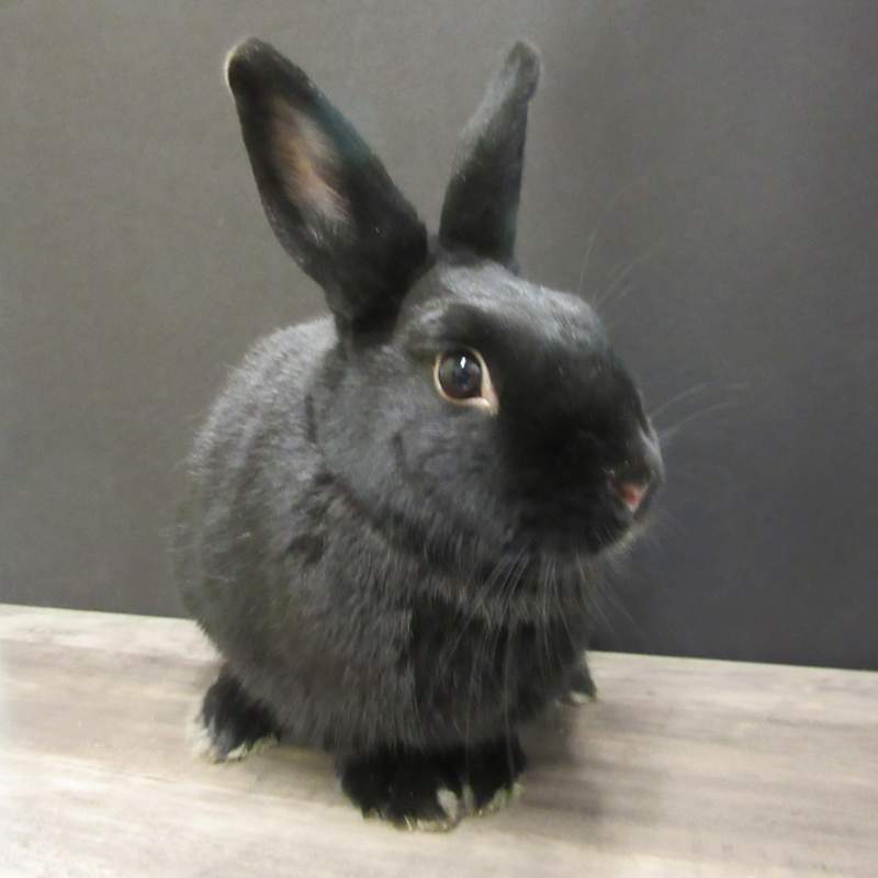 Photo of Licorice #image