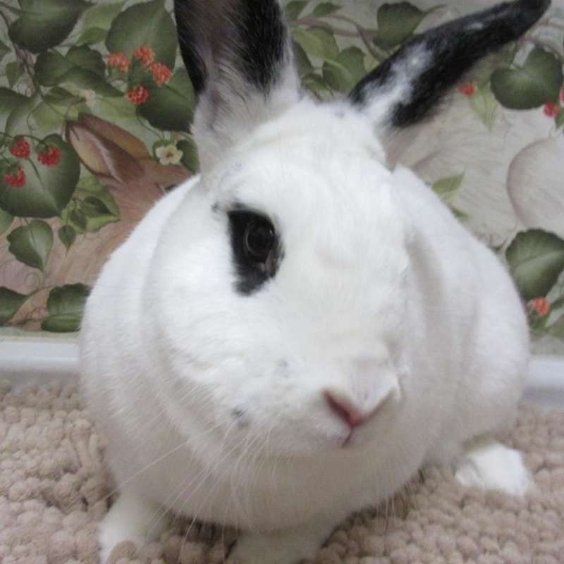 Photo of Duke (pending) #image