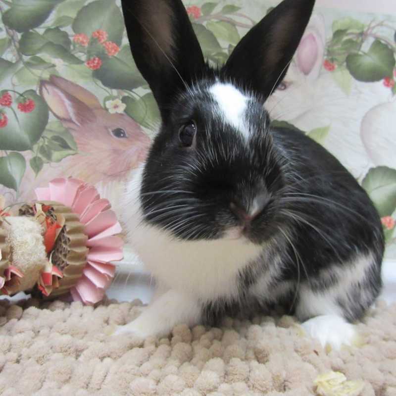 Photo of Tangelo #image