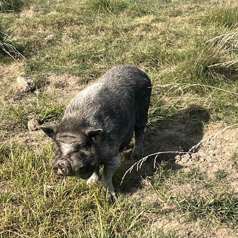 Photo of Little Peanut #image