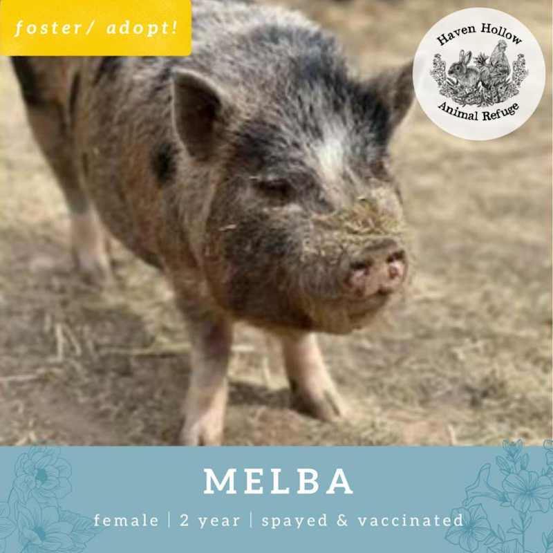Photo of Melba #image
