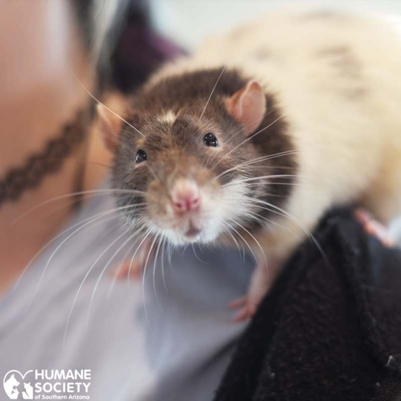 Photo of CLYDE #image
