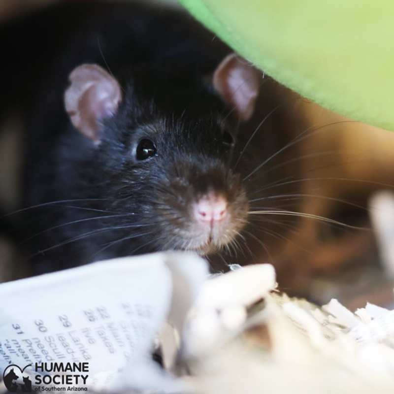 Photo of CLARENCE #image