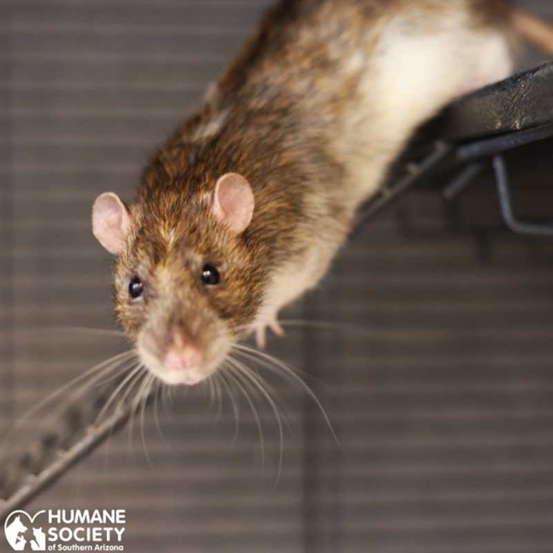 Photo of RATIGAN #image