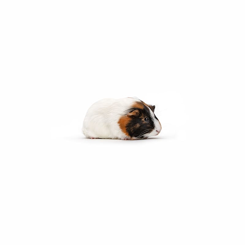 Photo of Susie  #image