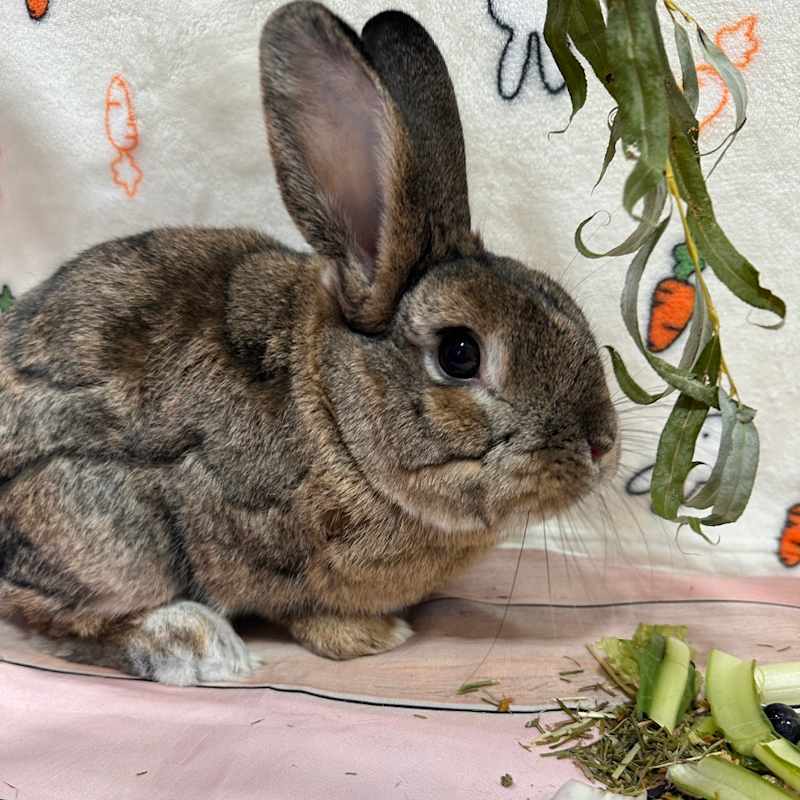 Photo of Peanut #image