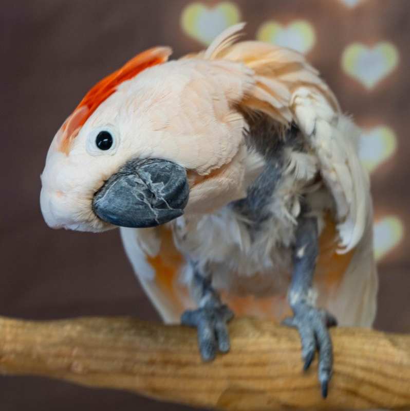 Photo of Cisco #image