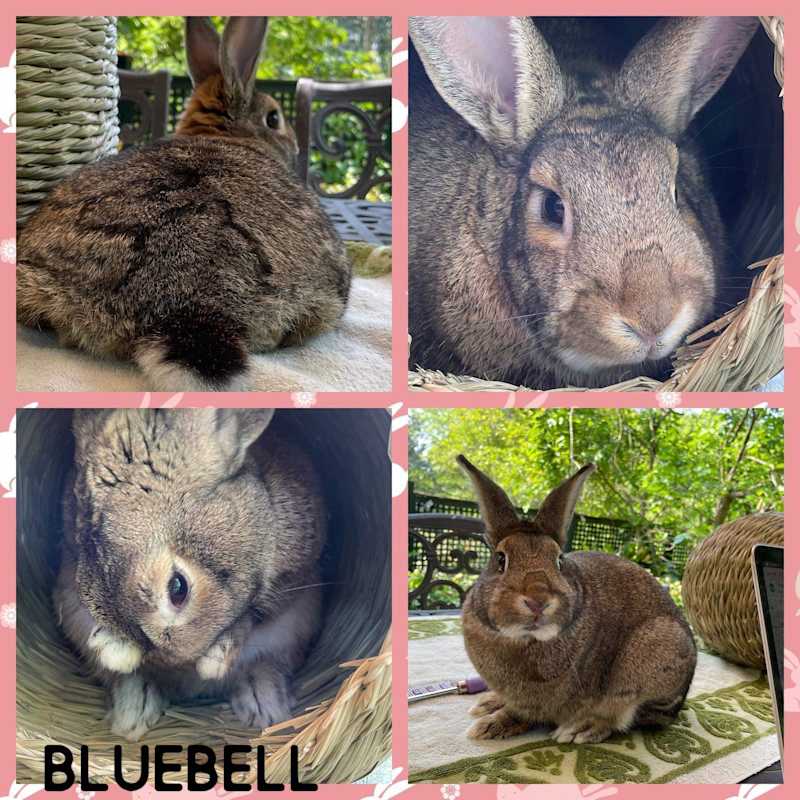 Photo of Bluebell #image
