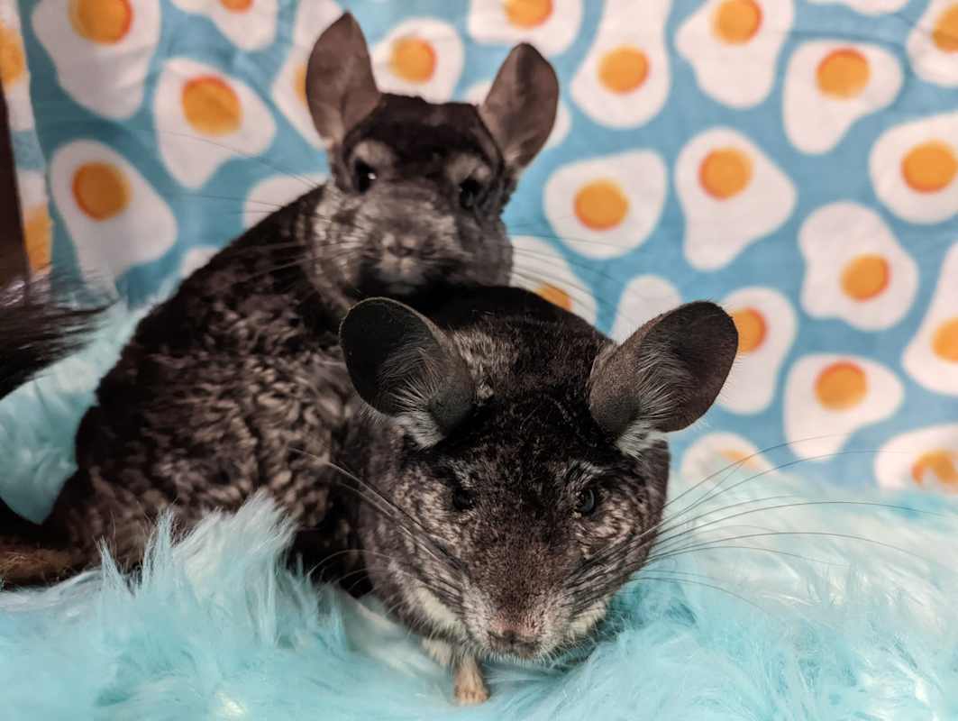 Photo of Pablo & Sid #image