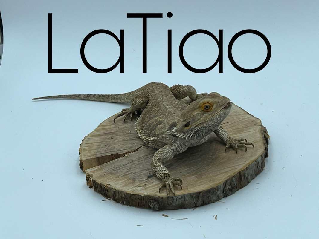 Photo of LaTiao #image