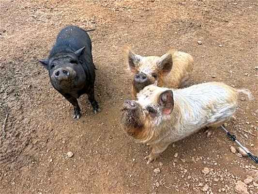 Photo of Fergus, Fiona & Winston #image