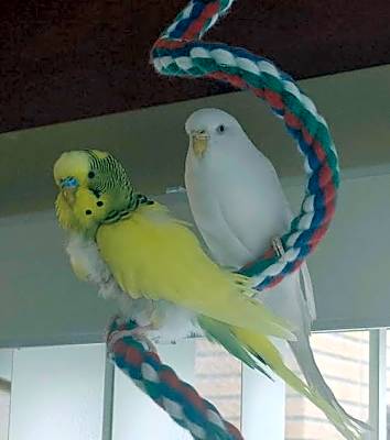 Photo of Spring and Snowball #image