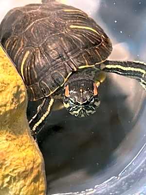 Photo of Yertle - Kitchener #image