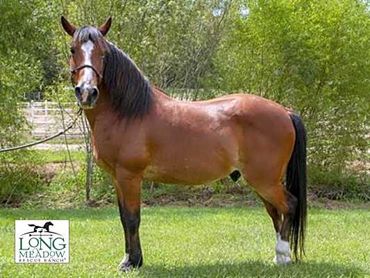 Photo of MOONSHADOW #image