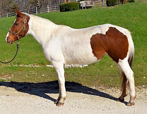 Photo of GEMINI #image