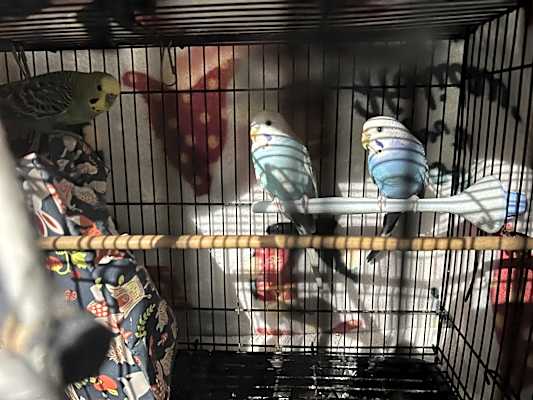 Photo of 3 Budgies #image