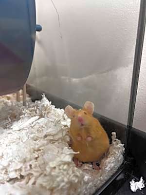 Photo of Reepicheep #image
