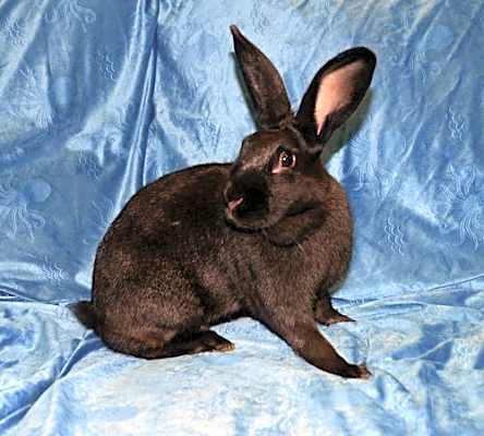 Photo of Nibbles #image