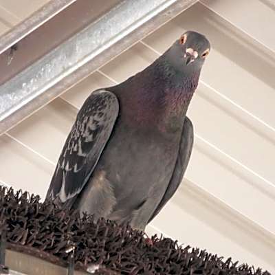 Photo of Adrian 264 #image