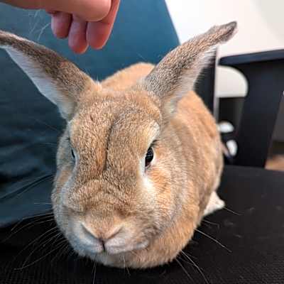 Photo of Vincent (bonded to Blue) #image