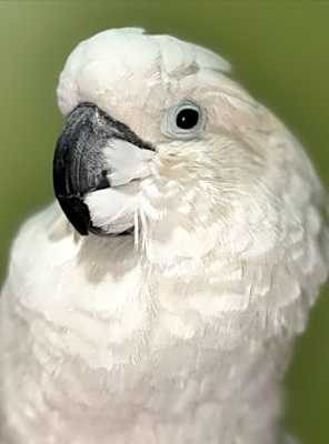 Photo of BARNEY The Umbrella Cockatoo #image