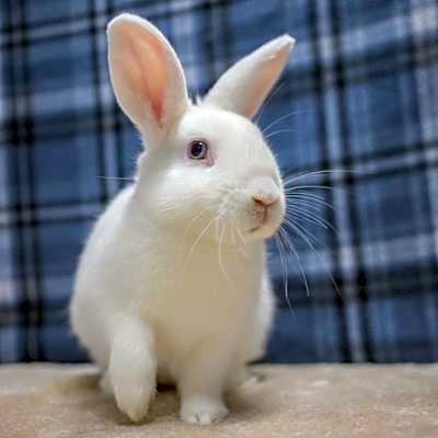 Photo of Cookie #image