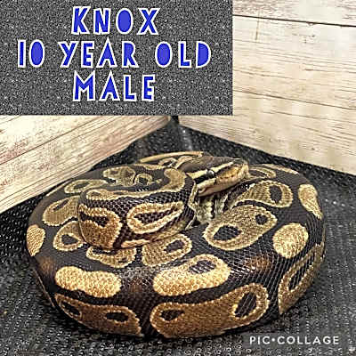 Photo of Knox #image