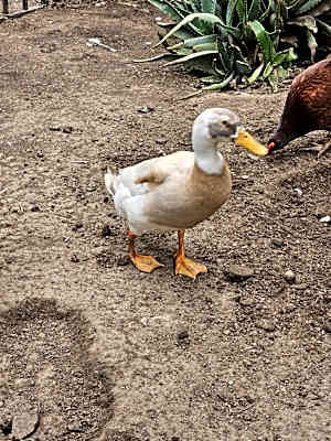 Photo of Daffy #image
