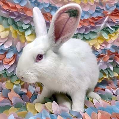 Photo of Charm #image