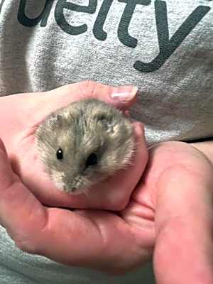 Photo of Hamthony #image