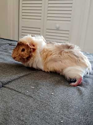 Photo of Fluffy #image