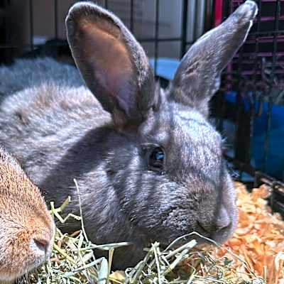Photo of Bluebell #image