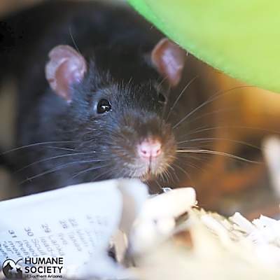 Photo of CLARENCE #image