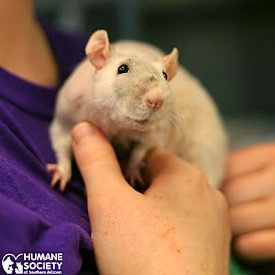 Photo of BASIL #image