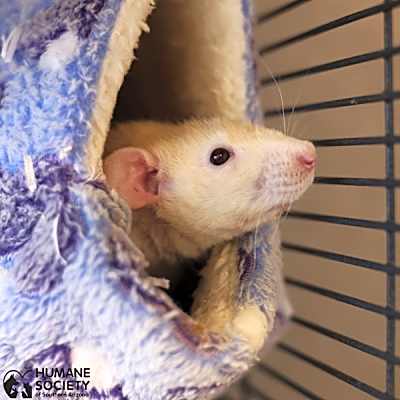 Photo of CHEERIO #image
