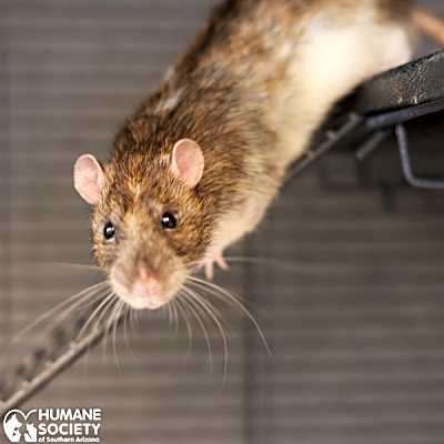Photo of RATIGAN #image