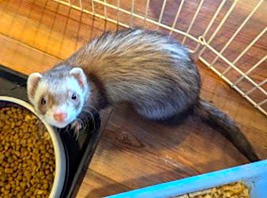 Photo of Leroy #image