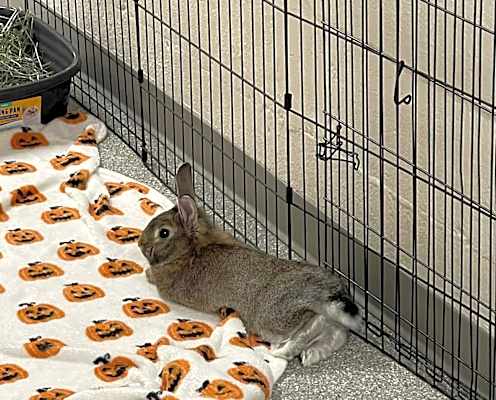 Photo of Oliver #image