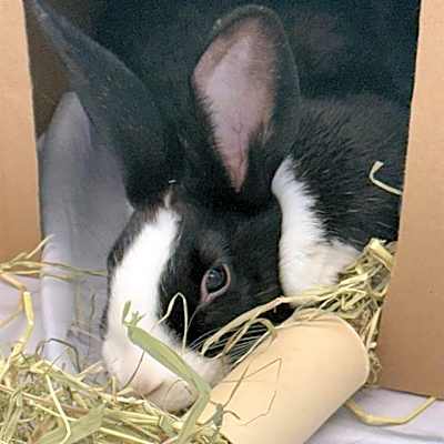 Photo of TOOTSIE ROLL #image